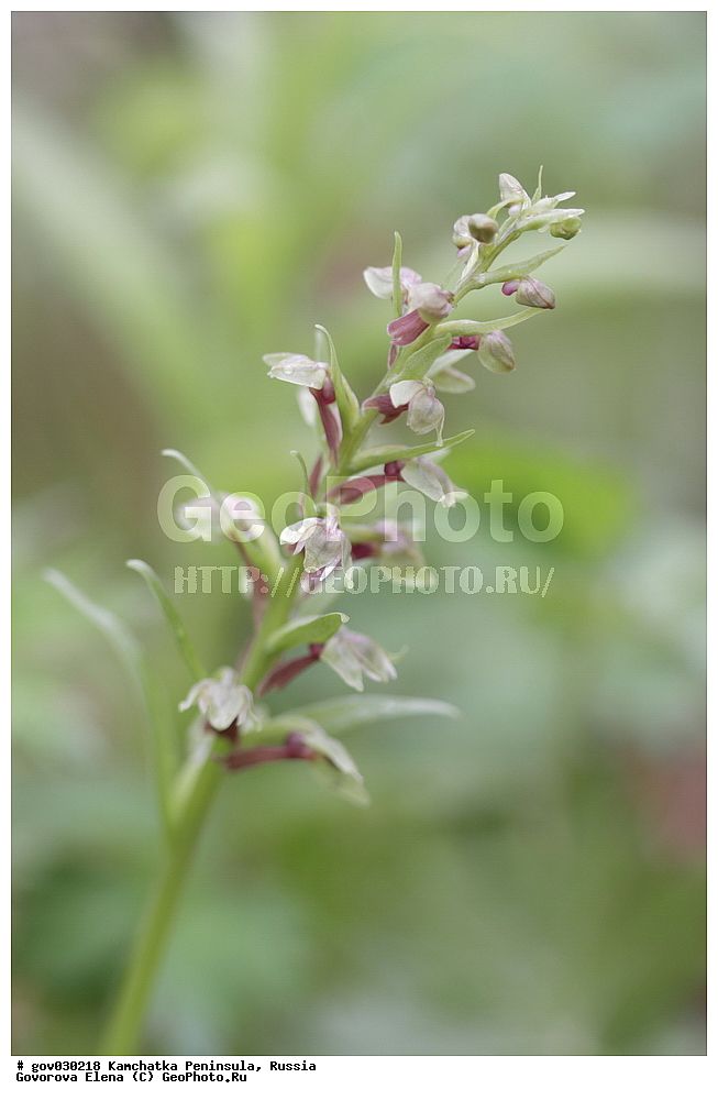 ���������� ��������, ���������� ����, ��������� ���� ��������, ������, ������ ��������, �����, ���������� ��������, ������������ ��������, ������������ ��������, ������, �����, XYZ, ��������, ������������, �������, Orchidaceae, ������������� ������, Coeloglossum viride, Coeloglossum bracteatum, Coeloglossum viride ssp. bracteatum, Dactylorhiza viridis