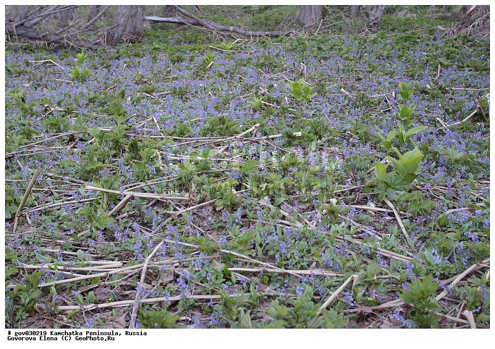 ���������� ��������, ���������� ����, ��������� ���� ��������, ������, ������ ��������, �����, ���������� ��������, ������������ ��������, ������������ ��������, ������, �����, XYZ, ����������, Fumariaceae, �������, Papaveraceae, �������� ������������, �������� ����������, ����� ���������, Corydalis ambigua, Pistolochia ambigua