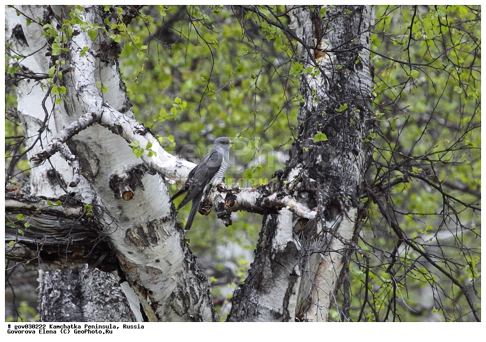 ���������� ��������, ���������� ����, ��������� ���� ��������, ������, ��������, ��������, �����, �����, ��������, �����������, XYZ, ����������, Cuculidae, ������������ �������, Cuculus canorus