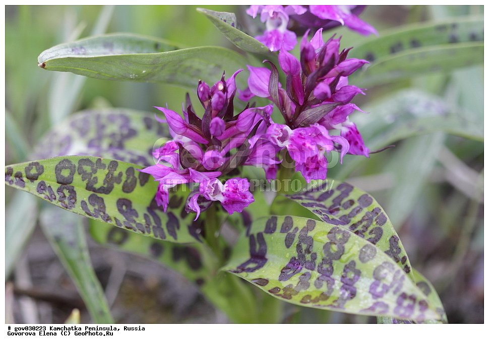 ���������� ��������, ���������� ����, ��������� ���� ��������, ������, ������ ��������, �����, ���������� ��������, ������������ ��������, ������������ ��������, ������, �����, XYZ, ��������, ������������, �������, Orchidaceae, ���������������� ��������, ������������ ��������, �������������� ��������, �������� ��������, Dactylorhiza aristata, Orchis aristata