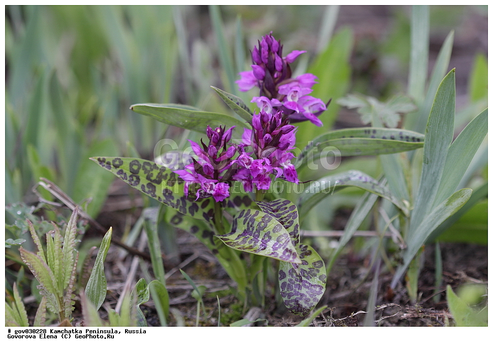 ���������� ��������, ���������� ����, ��������� ���� ��������, ������, ������ ��������, �����, ���������� ��������, ������������ ��������, ������������ ��������, ������, �����, XYZ, ��������, ������������, �������, Orchidaceae, ���������������� ��������, ������������ ��������, �������������� ��������, �������� ��������, Dactylorhiza aristata, Orchis aristata