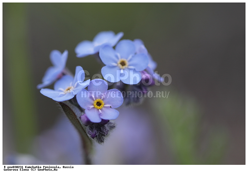 ���������� ��������, ���������� ����, ��������� ���� ��������, ������, ������ ��������, �����, ���������� ��������, ������������ ��������, ������������ ��������, ������, �����, XYZ, ������������, Boraginaceae, ������������ ����������, ��������� ��������, ������������ ��������, ������������ ����-��������, Eritrichium villosum, Eritrichium basifixum, Eritrichium tianschanicum, Myosotis villosa