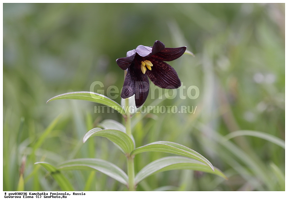 ���������� ��������, ���������� ����, ��������� ���� ��������, ������, ������ ��������, �����, ���������� ��������, ������������ ��������, ������������ ��������, ������, �����, XYZ, ��������, Liliaceae, ������ ����������, ���������, ����� ������, ������ �������, ������� ���������, Fritillaria camschatcensis, Fritillaria kamtschaticum, Lilium camschatcense, Amblirion camschatcense, Lilium quadrifoliatum, Sarana edulis