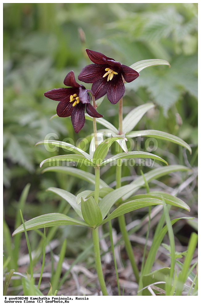 ���������� ��������, ���������� ����, ��������� ���� ��������, ������, ������ ��������, �����, ���������� ��������, ������������ ��������, ������������ ��������, ������, �����, XYZ, ��������, Liliaceae, ������ ����������, ���������, ����� ������, ������ �������, ������� ���������, Fritillaria camschatcensis, Fritillaria kamtschaticum, Lilium camschatcense, Amblirion camschatcense, Lilium quadrifoliatum, Sarana edulis