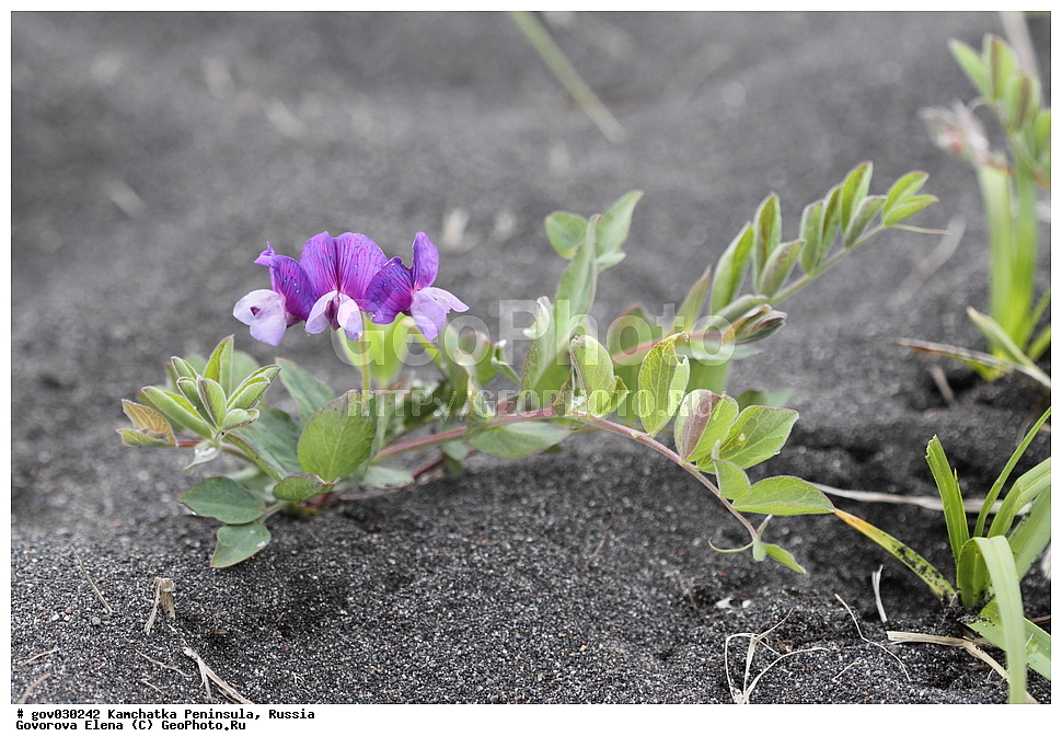 ���������� ��������, ���������� ����, ��������� ���� ��������, ������, ������ ��������, �����, ���������� ��������, ������������ ��������, ������������ ��������, ������, �����, XYZ, �������, �����������, Fabaceae, Fabaceae, Leguminosae, Papilionaceae, ���� ��������, ������� �����, Lathyrus japonicus