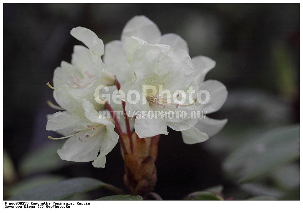 ���������� ��������, ���������� ����, ��������� ���� ��������, ������, ������ ��������, �����, ���������� ��������, ������������ ��������, ������������ ��������, ������, �����, XYZ, ����������, Ericaceae, ����������� ����������, ������ ������������������, ����������� ������������������, ����������� �������������, ���������� ����, Rhododendron aureum, Rhododendron chrysanthum, Azalea chrysanthum, Rhododendron officinale, ���������, ����������, ������������ ��������, ������������ ��������, ������������, ������������ �����������, �����������, ������������, ���������, �����, ����������