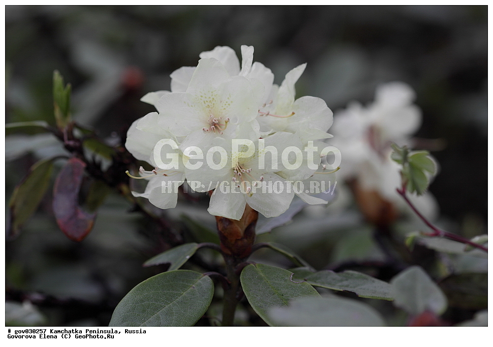 ���������� ��������, ���������� ����, ��������� ���� ��������, ������, ������ ��������, �����, ���������� ��������, ������������ ��������, ������������ ��������, ������, �����, XYZ, ����������, Ericaceae, ����������� ����������, ������ ������������������, ����������� ������������������, ����������� �������������, ���������� ����, Rhododendron aureum, Rhododendron chrysanthum, Azalea chrysanthum, Rhododendron officinale, ���������, ����������, ������������ ��������, ������������ ��������, ������������, ������������ �����������, �����������, ������������, ���������, �����, ����������