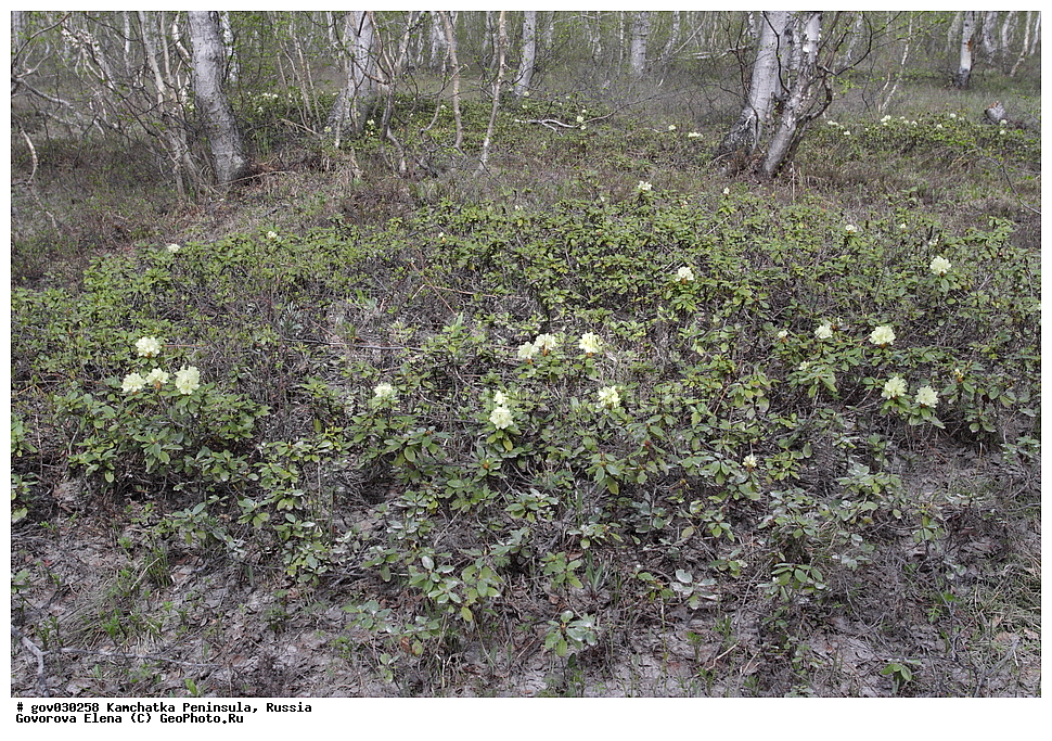 ���������� ��������, ���������� ����, ��������� ���� ��������, ������, ������ ��������, �����, ���������� ��������, ������������ ��������, ������������ ��������, ������, �����, XYZ, ����������, Ericaceae, ����������� ����������, ������ ������������������, ����������� ������������������, ����������� �������������, ���������� ����, Rhododendron aureum, Rhododendron chrysanthum, Azalea chrysanthum, Rhododendron officinale, ���������, ����������, ������������ ��������, ������������ ��������, ������������, ������������ �����������, �����������, ������������, ���������, �����, ����������