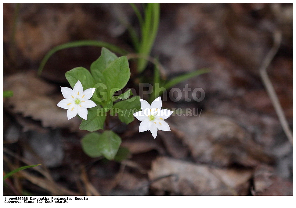 ���������� ��������, ���������� ����, ��������� ���� ��������, ������, ������ ��������, �����, ���������� ��������, ������������ ��������, ������������ ��������, ������, �����, XYZ, ������������, ����������, Primulaceae, ��������� �����������, ��������� �����������, ��������� �����������, Trientalis europaea, Trientalis europaea arctica