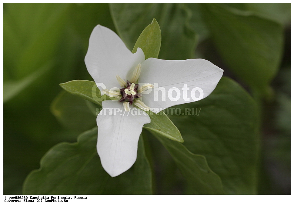 ���������� ��������, ���������� ����, ��������� ���� ��������, ������, ������ ��������, �����, ���������� ��������, ������������ ��������, ������������ ��������, ������, �����, XYZ, ������������, ����������, �����������, Trilliaceae, Melanthiaceae, �������� ����������, �������� ������������, Trillium camschatcense, Trillium kamtschaticum, Trillium Trillium kamtschatikum, Trillium pallasii, Trillium erectum var. japonicum, Trillium obovatum, Trillium rhombifolium