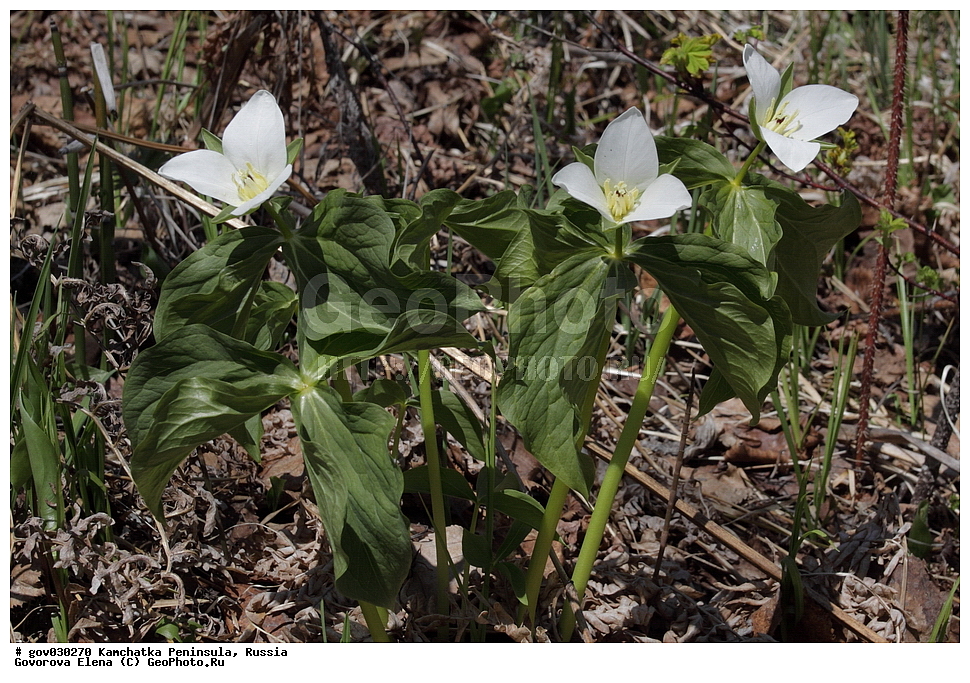 ���������� ��������, ���������� ����, ��������� ���� ��������, ������, ������ ��������, �����, ���������� ��������, ������������ ��������, ������������ ��������, ������, �����, XYZ, ������������, ����������, �����������, Trilliaceae, Melanthiaceae, �������� ����������, �������� ������������, Trillium camschatcense, Trillium kamtschaticum, Trillium Trillium kamtschatikum, Trillium pallasii, Trillium erectum var. japonicum, Trillium obovatum, Trillium rhombifolium