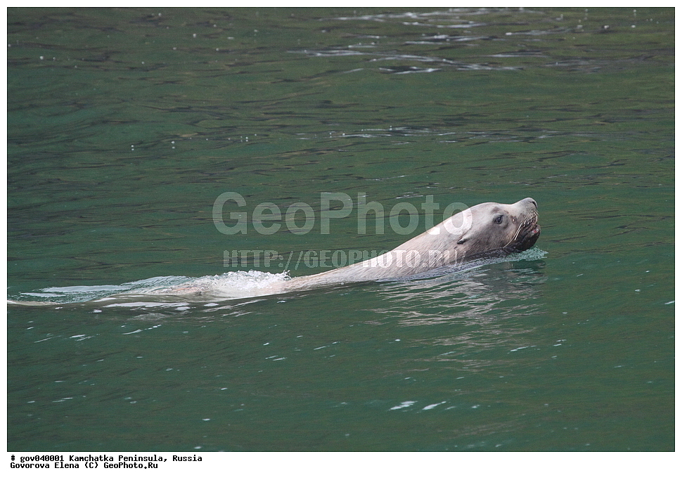 ���������� ��������, ���������� ����, ��������� ���� ��������, ������, ��������, ��������, ������� �������������, ������� �������������, ������� �����, ������� �����, XYZ, ������� ������, Otariidae, �����, �������� ������� ���, Eumetopias jubatus, ����� �����