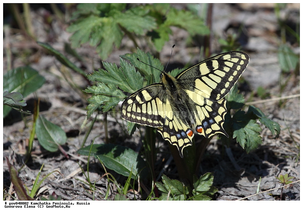 ���������� ��������, ���������� ����, ��������� ���� ��������, ������, ��������, ��������, ���������, ���������, XYZ, �������, ���������, ������, ���������, �����������, ��������, Papilionidae, ������, ������������ ������, Papilio machaon, �������, �������, Papilio machaon kamtschadelus, ��������������, �������������, ��������������
