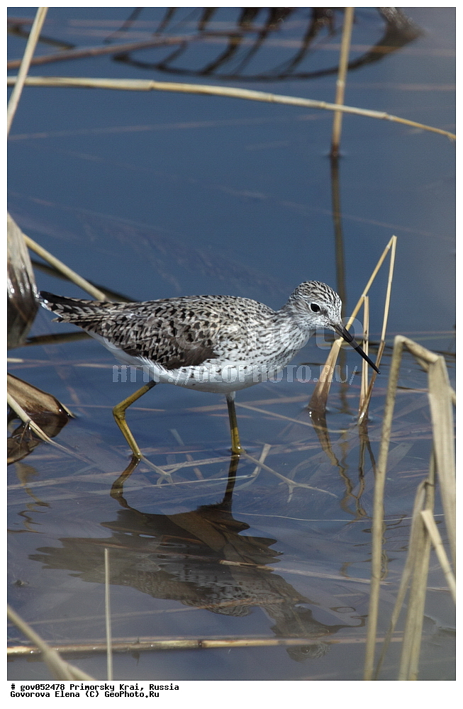 �����, ��������, ����������� ������, �����������, ���������� �������, ������, ��������, ��������, �����, �����, ��������, �����������, �����, ������, XYZ, ���������, Scolopacidae, ����������, Tringa stagnatilis