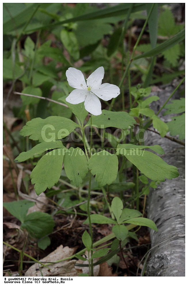 ���������� ����, ��������, ������� ������, ������-�������� ��������������� ���������� ��������� ����������, ������-�������� ����������, ������, ������ ��������, �����, ���������� ��������, ������������ ��������, ������������ ��������, ������, �����, XYZ, ���������, Ranunculaceae, ��������� ������, ���������� ������, ����������� ������, Anemone udensis, Anemonoides udensis