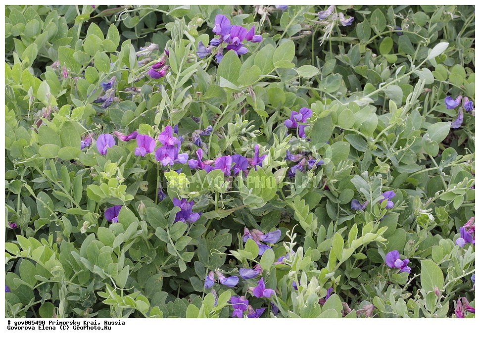 ���������� ����, ��������, ������� ������, ������-�������� ��������������� ���������� ��������� ����������, ������-�������� ����������, ������, ������ ��������, �����, ���������� ��������, ������������ ��������, ������������ ��������, ������, �����, XYZ, �������, �����������, Fabaceae, Fabaceae, Leguminosae, Papilionaceae, ���� ��������, ������� �����, Lathyrus japonicus