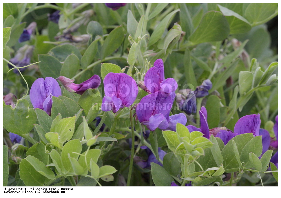 ���������� ����, ��������, ������� ������, ������-�������� ��������������� ���������� ��������� ����������, ������-�������� ����������, ������, ������ ��������, �����, ���������� ��������, ������������ ��������, ������������ ��������, ������, �����, XYZ, �������, �����������, Fabaceae, Fabaceae, Leguminosae, Papilionaceae, ���� ��������, ������� �����, Lathyrus japonicus