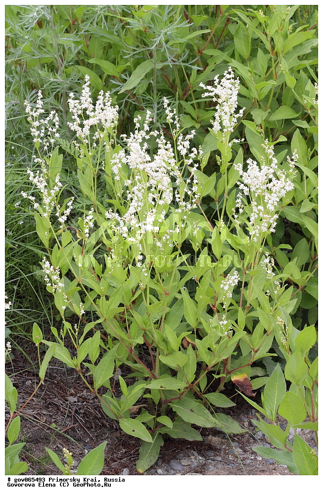  ���������� ����, ��������, ������� ������, ������-�������� ��������������� ���������� ��������� ����������, ������-�������� ����������, ������, ������ ��������, �����, ���������� ��������, ������������ ��������, ������������ ��������, ������, �����, XYZ, ���������, ����������, Polygonaceae, ����� �������������, ����� �������������, ����� �������������, Aconogonon divaricatum, Polygonum divaricatum