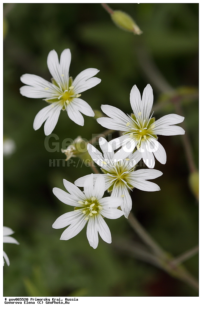 ���������� ����, ��������, ������� ������, ������-�������� ��������������� ���������� ��������� ����������, ������-�������� ����������, ������, ������ ��������, �����, ���������� ��������, ������������ ��������, ������������ ��������, ������, �����, XYZ, �����������, ����������, Caryophyllaceae, ������� �������, ������� �������, Cerastium arvense, Alsine arvensis, Centunculus angustifolius, Centunculus arvensis, Centunculus rigidus, Cerastium alpicolum, Cerastium ambiguum, Cerastium angustifolium, Cerastium brachycarpum, Cerastium busambarense, Cerastium camphoratifolium, Cerastium carnosulum, Cerastium collinum, Cerastium corsicum, Cerastium fueguianum, Cerastium grahamii, Cerastium incanum, Cerastium insubricum, Cerastium mendozinense, Cerastium mutabile, Cerastium polyphyllum, Cerastium serpyllifolium, Cerastium strictum, Cerastium strictum ssp. tatrae, eucodonium arvense, Stellaria arvensis