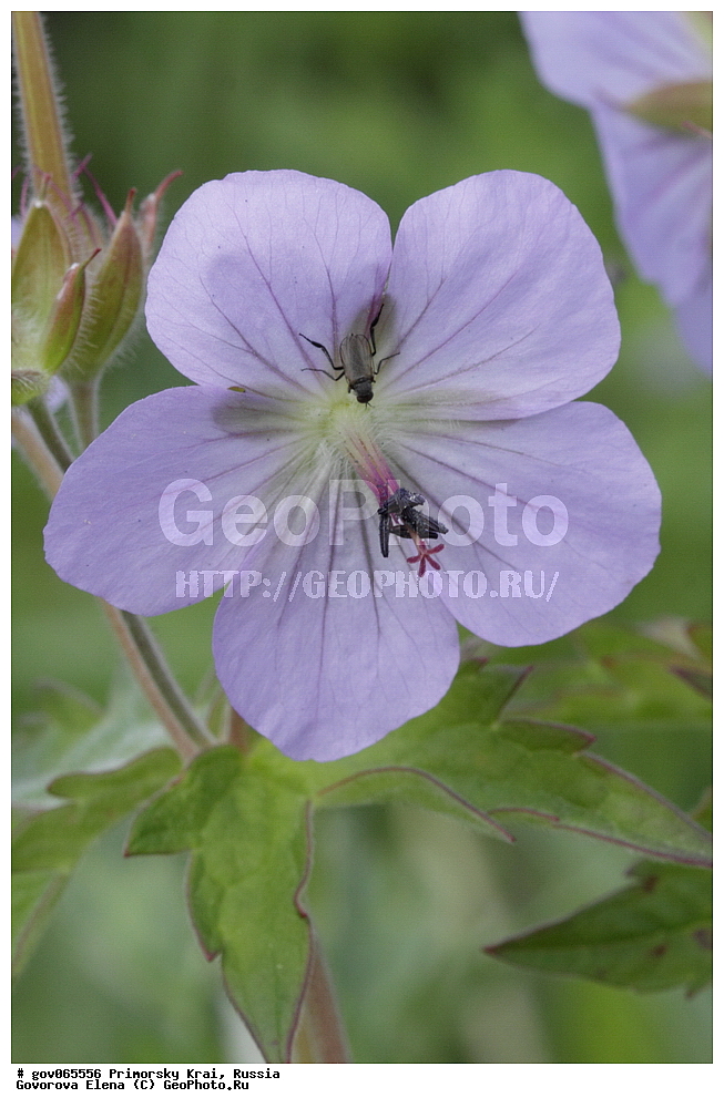 ���������� ����, ��������, ������� ������, ������-�������� ��������������� ���������� ��������� ����������, ������-�������� ����������, ������, ������ ��������, �����, ���������� ��������, ������������ ��������, ������������ ��������, ������, �����, XYZ, ����������, Geraniaceae, ������ �������������������, ������ �����������������, Geranium eriostemon