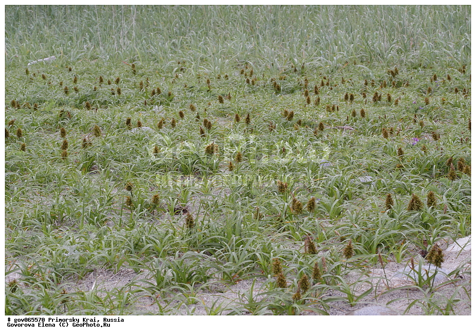  ���������� ����, ��������, ������� ������, ������-�������� ��������������� ���������� ��������� ����������, ������-�������� ����������, ������, ������ ��������, �����, ���������� ��������, ������������ ��������, ������������ ��������, ������, �����, XYZ, ��������, �������, Cyperaceae, ����� �������������, ����� �������������, Carex macrocephala, Vignea macrocephala