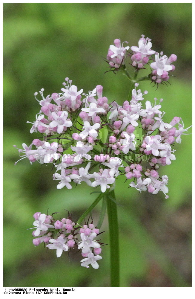 ���������� ����, ��������, ������� ������, ������-�������� ��������������� ���������� ��������� ����������, ������-�������� ����������, ������, ������ ��������, �����, ���������� ��������, ������������ ��������, ������������ ��������, ������, �����, XYZ, ������������, ��������, Valerianaceae, ��������� ��������������, ��������� ���������������, ��������� �����������, ��������� ��������, Valeriana alternifolia, Valeriana alternifolia ssp. stubendorfiana, Valeriana jacutica, Valeriana stubendorfiana, Valeriana stubendorfii