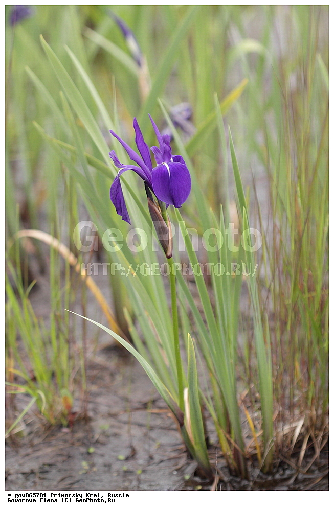 ���������� ����, ��������, ������� ������, ������-�������� ��������������� ���������� ��������� ����������, ������-�������� ����������, ������, ������ ��������, �����, ���������� ��������, ������������ ��������, ������������ ��������, ������, �����, XYZ, ��������, �����������, Iridaceae, ������� �������, ���� �������, ���� �����, ���� ����������, ������� ����������, Iris laevigata, Iris maackii