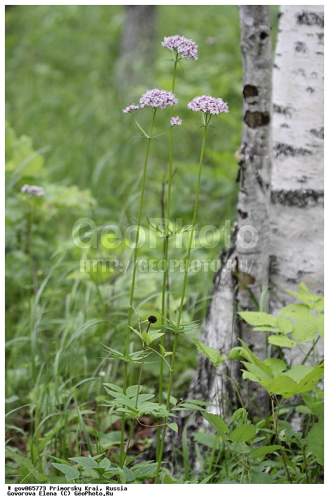 ���������� ����, ��������, ������� ������, ������-�������� ��������������� ���������� ��������� ����������, ������-�������� ����������, ������, ������ ��������, �����, ���������� ��������, ������������ ��������, ������������ ��������, ������, �����, XYZ, ������������, ��������, Valerianaceae, ��������� ��������������, ��������� ���������������, ��������� �����������, ��������� ��������, Valeriana alternifolia, Valeriana alternifolia ssp. stubendorfiana, Valeriana jacutica, Valeriana stubendorfiana, Valeriana stubendorfii