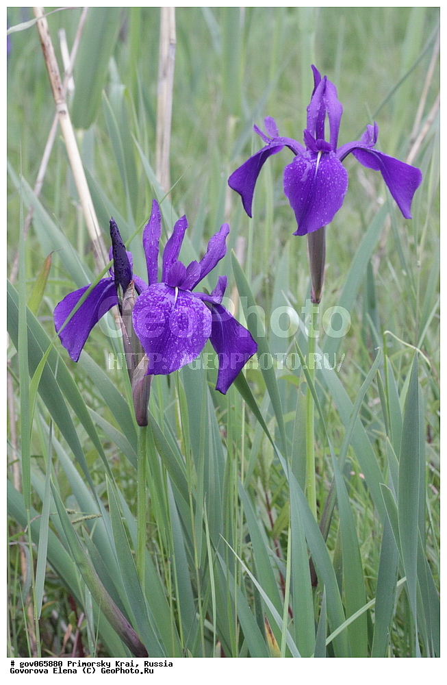 ���������� ����, ��������, ������� ������, ������-�������� ��������������� ���������� ��������� ����������, ������-�������� ����������, ������, ������ ��������, �����, ���������� ��������, ������������ ��������, ������������ ��������, ������, �����, XYZ, ��������, �����������, Iridaceae, ������� �������, ���� �������, ���� �����, ���� ����������, ������� ����������, Iris laevigata, Iris maackii