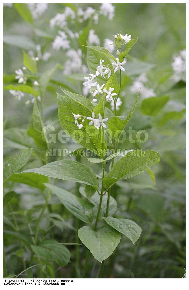 ���������� ����, ��������, ������� ������, ������-�������� ��������������� ���������� ��������� ����������, ������-�������� ����������, ������, ������ ��������, �����, ���������� ��������, ������������ ��������, ������������ ��������, ������, �����, XYZ, �����������, �������������, Asclepiadaceae, ��������� ����������, Vincetoxicum acuminatum, Alexitoxicon acuminatum, Antitoxicum acuminatum, Cynanchum ascyrifolium, Vincetoxicum ascyrifolium