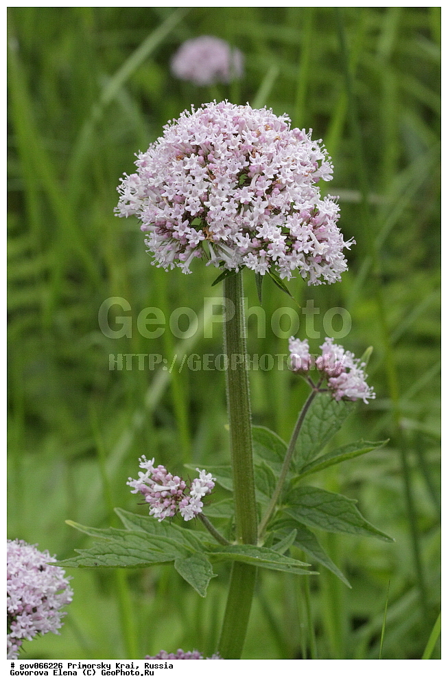 ���������� ����, ��������, ������� ������, ������-�������� ��������������� ���������� ��������� ����������, ������-�������� ����������, ������, ������ ��������, �����, ���������� ��������, ������������ ��������, ������������ ��������, ������, �����, XYZ, ������������, ��������, Valerianaceae, ��������� ���������, ��������� ����, Valeriana coreana, Valeriana fauriei