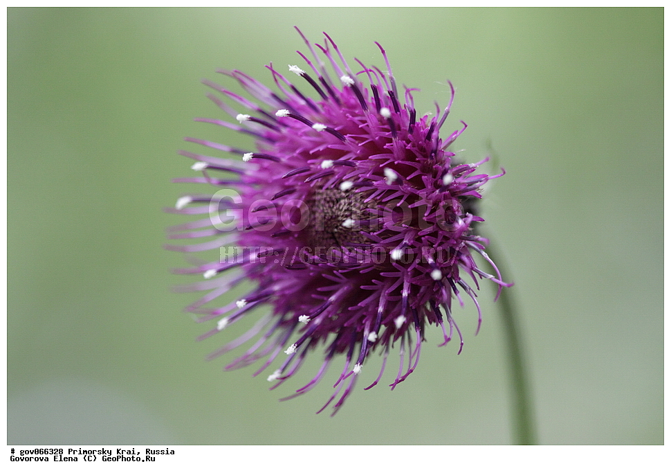 ���������� ����, ��������, ������� ������, ������-�������� ��������������� ���������� ��������� ����������, ������-�������� ����������, ������, ������ ��������, �����, ���������� ��������, ������������ ��������, ������������ ��������, ������, �����, XYZ, ��������, �������������, Asteraceae, Compositae, ����� ����������, Cirsium schantarense, Cirsium diamantiacum, Cirsium japonicum var. littorale, Cirsium littorale, irsium littorale var. nudum, Cirsium littorale var. ussuriense, Cirsium maackii var. spiniferum, Cirsium pendulum var. oligocephalum, Cnicus diamantiacus, Cnicus japonicus var. chantarensis