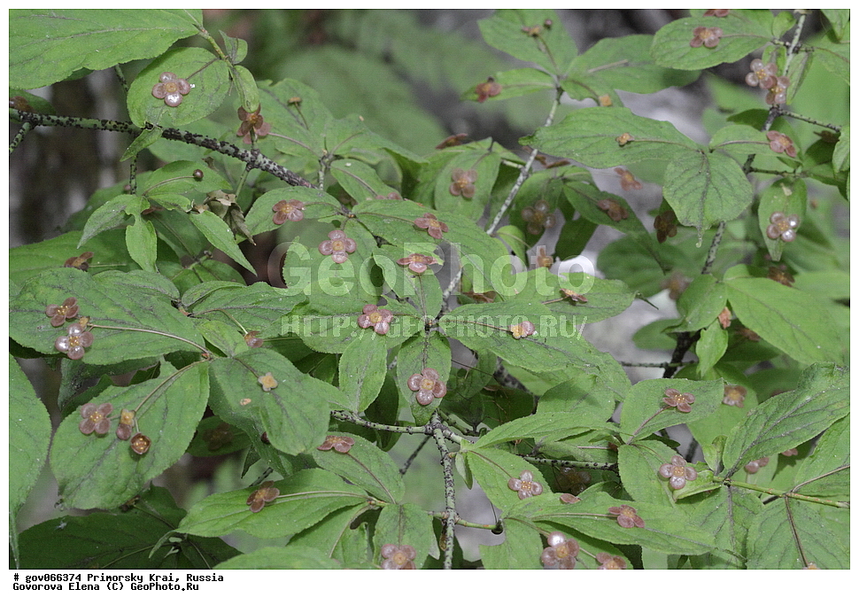  ���������� ����, ��������, ������� ������, ������-�������� ��������������� ���������� ��������� ����������, ������-�������� ����������, ������, ������ ��������, �����, ���������� ��������, ������������ ��������, ������������ ��������, ������, �����, XYZ, �������������, Celastraceae, ��������� �������������, Euonymus pauciflora