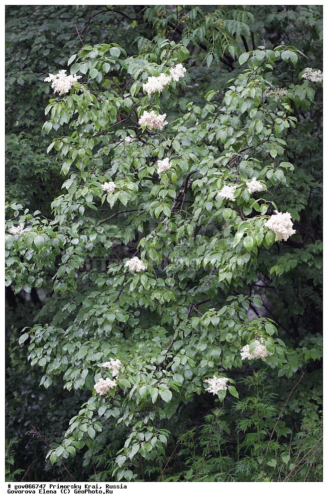 ���������� ����, ��������, ������� ������, ������-�������� ��������������� ���������� ��������� ����������, ������-�������� ����������, ������, ������ ��������, �����, ���������� ��������, ������������ ��������, ������������ ��������, ������, �����, XYZ, ����������, ���������, Oleaceae, ������ ��������, ���������� ��������, ������� ��������, Syringa amurensis, Ligustrina amurensis, Syringa reticulata var. amurensis