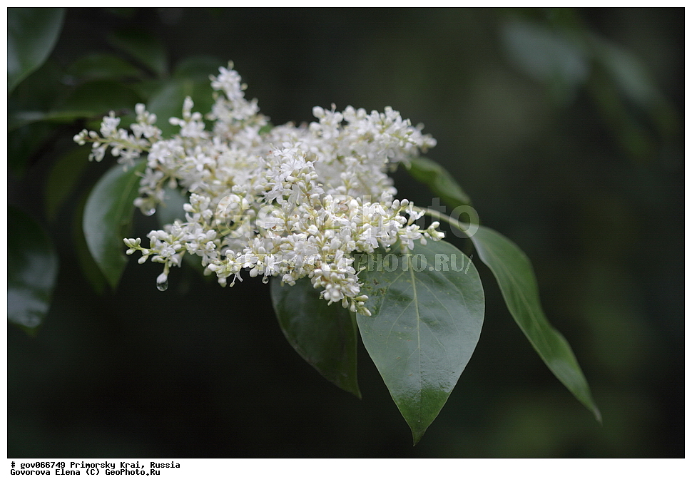 ���������� ����, ��������, ������� ������, ������-�������� ��������������� ���������� ��������� ����������, ������-�������� ����������, ������, ������ ��������, �����, ���������� ��������, ������������ ��������, ������������ ��������, ������, �����, XYZ, ����������, ���������, Oleaceae, ������ ��������, ���������� ��������, ������� ��������, Syringa amurensis, Ligustrina amurensis, Syringa reticulata var. amurensis