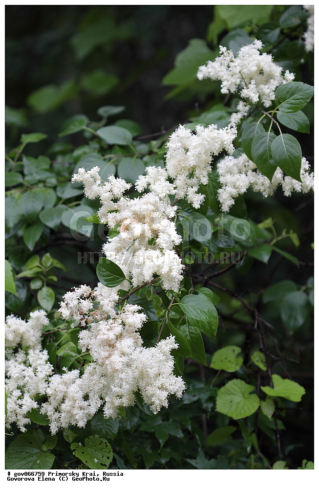 ���������� ����, ��������, ������� ������, ������-�������� ��������������� ���������� ��������� ����������, ������-�������� ����������, ������, ������ ��������, �����, ���������� ��������, ������������ ��������, ������������ ��������, ������, �����, XYZ, ����������, ���������, Oleaceae, ������ ��������, ���������� ��������, ������� ��������, Syringa amurensis, Ligustrina amurensis, Syringa reticulata var. amurensis