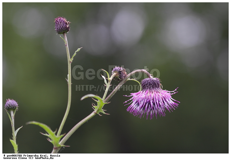 ���������� ����, ��������, ������� ������, ������-�������� ��������������� ���������� ��������� ����������, ������-�������� ����������, ������, ������ ��������, �����, ���������� ��������, ������������ ��������, ������������ ��������, ������, �����, XYZ, ��������, �������������, Asteraceae, Compositae, ����� ����������, Cirsium schantarense, Cirsium diamantiacum, Cirsium japonicum var. littorale, Cirsium littorale, irsium littorale var. nudum, Cirsium littorale var. ussuriense, Cirsium maackii var. spiniferum, Cirsium pendulum var. oligocephalum, Cnicus diamantiacus, Cnicus japonicus var. chantarensis