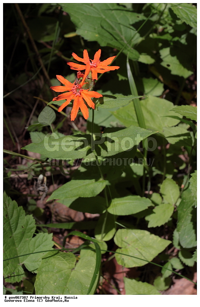 ���������� ����, ��������, ������� ������, ������-�������� ��������������� ���������� ��������� ����������, ������-�������� ����������, ������, ������ ��������, �����, ���������� ��������, ������������ ��������, ������������ ��������, ������, �����, XYZ, �����������, ����������, Caryophyllaceae, ������� ��������, Linaria japonica