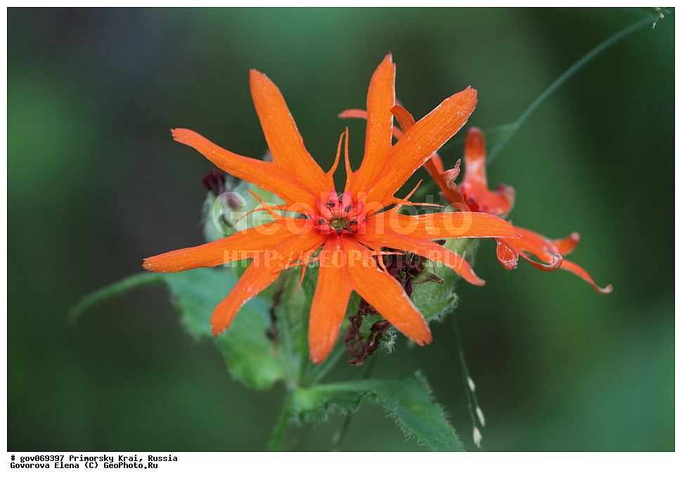 ���������� ����, ��������, ������� ������, ������-�������� ��������������� ���������� ��������� ����������, ������-�������� ����������, ������, ������ ��������, �����, ���������� ��������, ������������ ��������, ������������ ��������, ������, �����, XYZ, �����������, ����������, Caryophyllaceae, ������� ��������, Linaria japonica