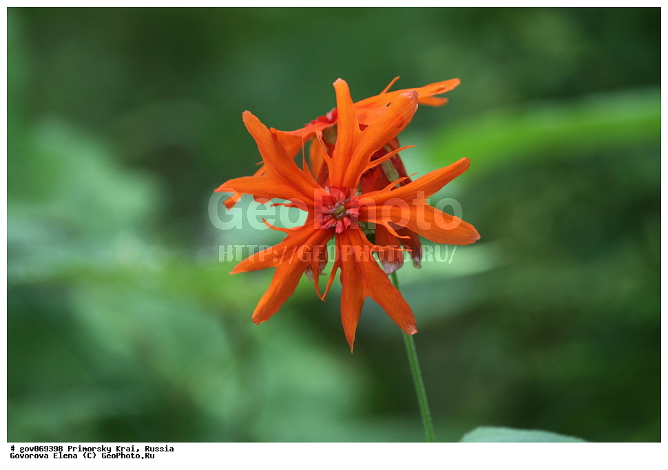 ���������� ����, ��������, ������� ������, ������-�������� ��������������� ���������� ��������� ����������, ������-�������� ����������, ������, ������ ��������, �����, ���������� ��������, ������������ ��������, ������������ ��������, ������, �����, XYZ, �����������, ����������, Caryophyllaceae, ������� ��������, Linaria japonica