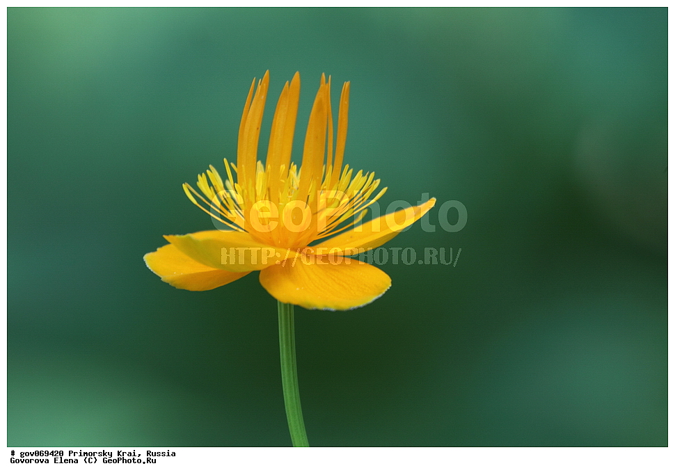 ���������� ����, ��������, ������� ������, ������-�������� ��������������� ���������� ��������� ����������, ������-�������� ����������, ������, ������ ��������, �����, ���������� ��������, ������������ ��������, ������������ ��������, ������, �����, XYZ, ���������, Ranunculaceae, ���������� �����������������, ���������� ���������, Trollius macropetalus, Trollius chinensis, Trollius chinensis ssp. macropetalus