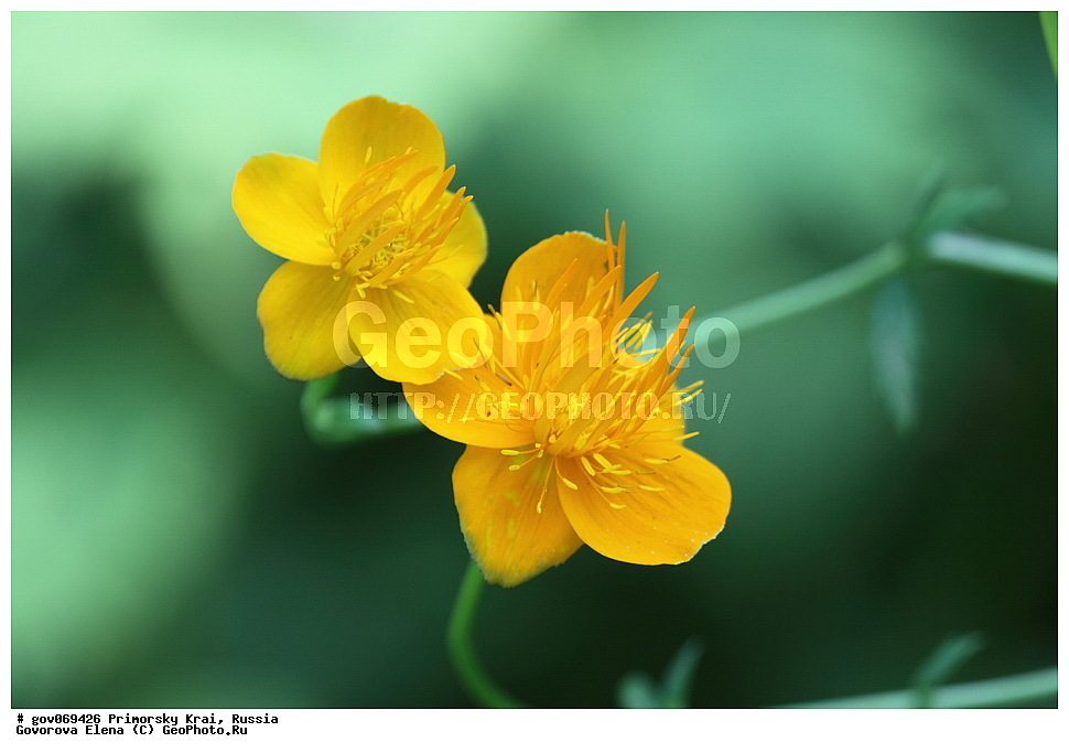 ���������� ����, ��������, ������� ������, ������-�������� ��������������� ���������� ��������� ����������, ������-�������� ����������, ������, ������ ��������, �����, ���������� ��������, ������������ ��������, ������������ ��������, ������, �����, XYZ, ���������, Ranunculaceae, ���������� �����������������, ���������� ���������, Trollius macropetalus, Trollius chinensis, Trollius chinensis ssp. macropetalus