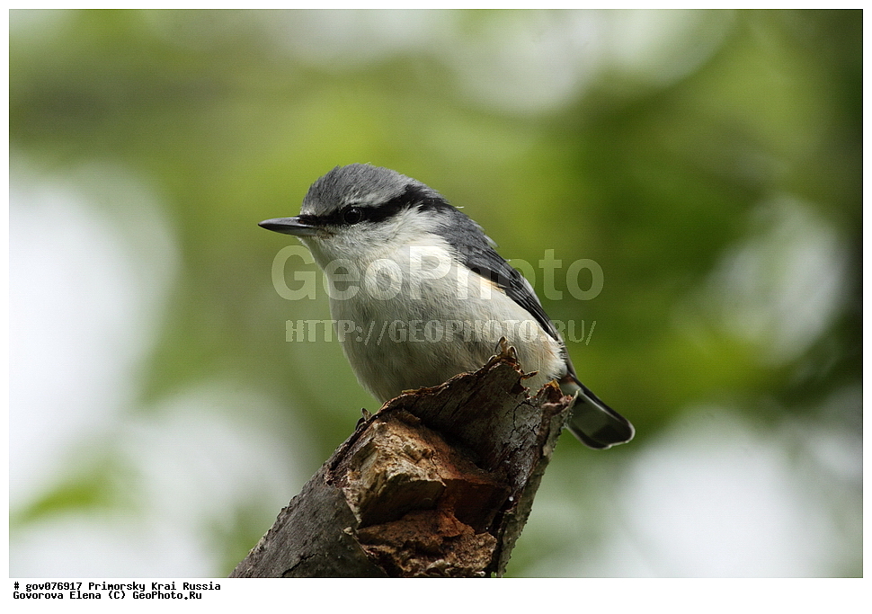 ���������� ����, ��������, ������� ������, ������-�������� ��������������� ���������� ��������� ����������, ������-�������� ����������, ������, ��������, ��������, �����, �����, ��������, �����������, XYZ, �����������, Sittidae, ������������ ���������, �����, Sitta europaea