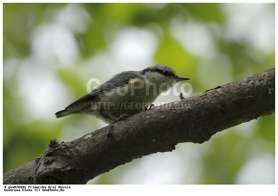 ���������� ����, ��������, ������� ������, ������-�������� ��������������� ���������� ��������� ����������, ������-�������� ����������, ������, ��������, ��������, �����, �����, ��������, �����������, XYZ, �����������, Sittidae, ������������ ���������, �����, Sitta europaea