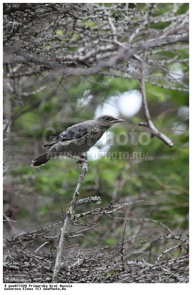  ���������� ����, ��������, ������� ������, ������-�������� ��������������� ���������� ��������� ����������, ������-�������� ����������, ������, ��������, ��������, �����, �����, ��������, �����������, XYZ, ������������, Muscicapidae, ����� �������� �����, Monticola solitarius