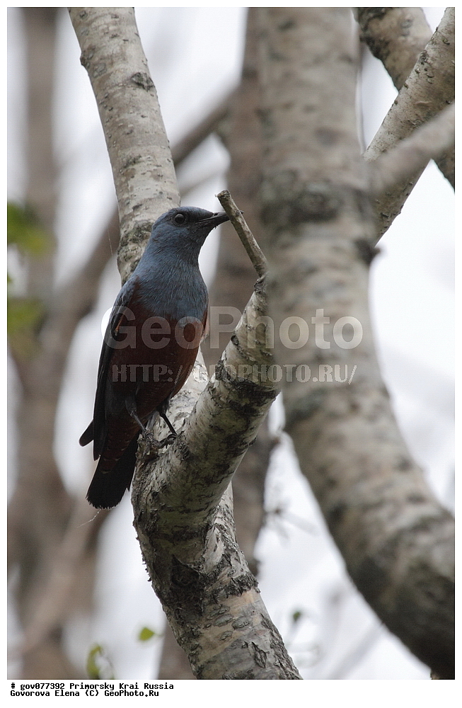  ���������� ����, ��������, ������� ������, ������-�������� ��������������� ���������� ��������� ����������, ������-�������� ����������, ������, ��������, ��������, �����, �����, ��������, �����������, XYZ, ������������, Muscicapidae, ����� �������� �����, Monticola solitarius