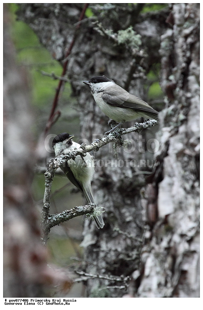 ���������� ����, ��������, ������� ������, ������-�������� ��������������� ���������� ��������� ����������, ������-�������� ����������, ������, ��������, ��������, �����, �����, ��������, �����������, XYZ, ���������, Paridae, ������������ ������, �������� ������, Poecile palustris, Parus palustris