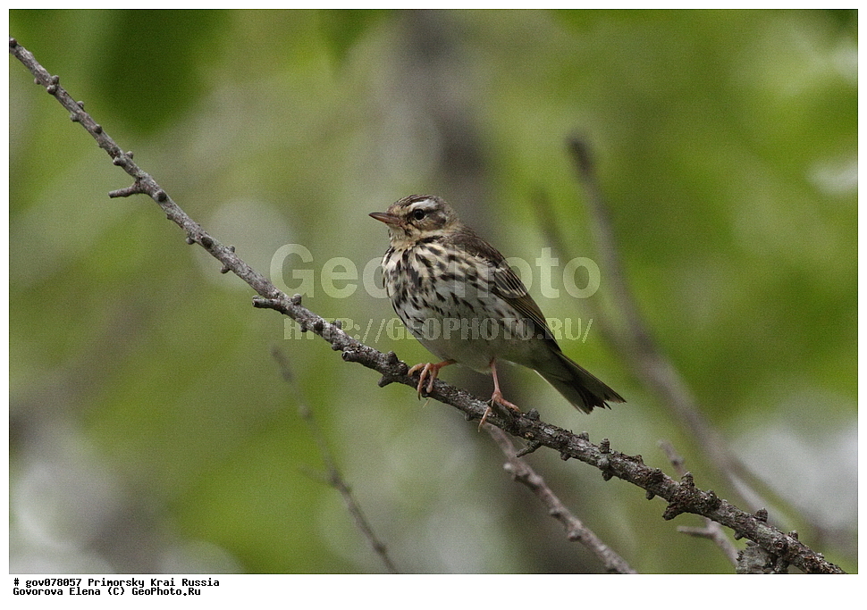 ���������� ����, ��������, ������� ������, ������-�������� ��������������� ���������� ��������� ����������, ������-�������� ����������, ������, ��������, ��������, �����, �����, ��������, �����������, XYZ, �������������, Motacillidae, ��������� �����, ��������� �����, Anthus hodgsoni