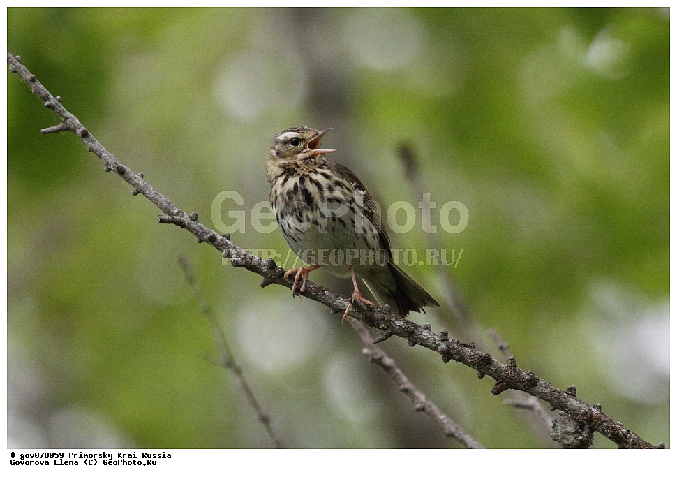 ���������� ����, ��������, ������� ������, ������-�������� ��������������� ���������� ��������� ����������, ������-�������� ����������, ������, ��������, ��������, �����, �����, ��������, �����������, XYZ, �������������, Motacillidae, ��������� �����, ��������� �����, Anthus hodgsoni