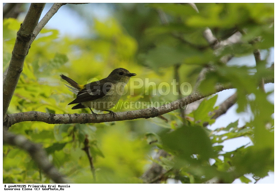 ���������� ����, ��������, ������� ������, ������-�������� ��������������� ���������� ��������� ����������, ������-�������� ����������, ������, ��������, ��������, �����, �����, ��������, �����������, XYZ, ������������, Muscicapidae, ������������ ���������, �������� ������������ ���������, Ficedula zanthopygia